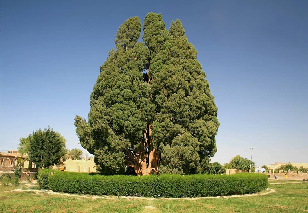 Cypress Abarkooh, the Second Oldest Tree in the World