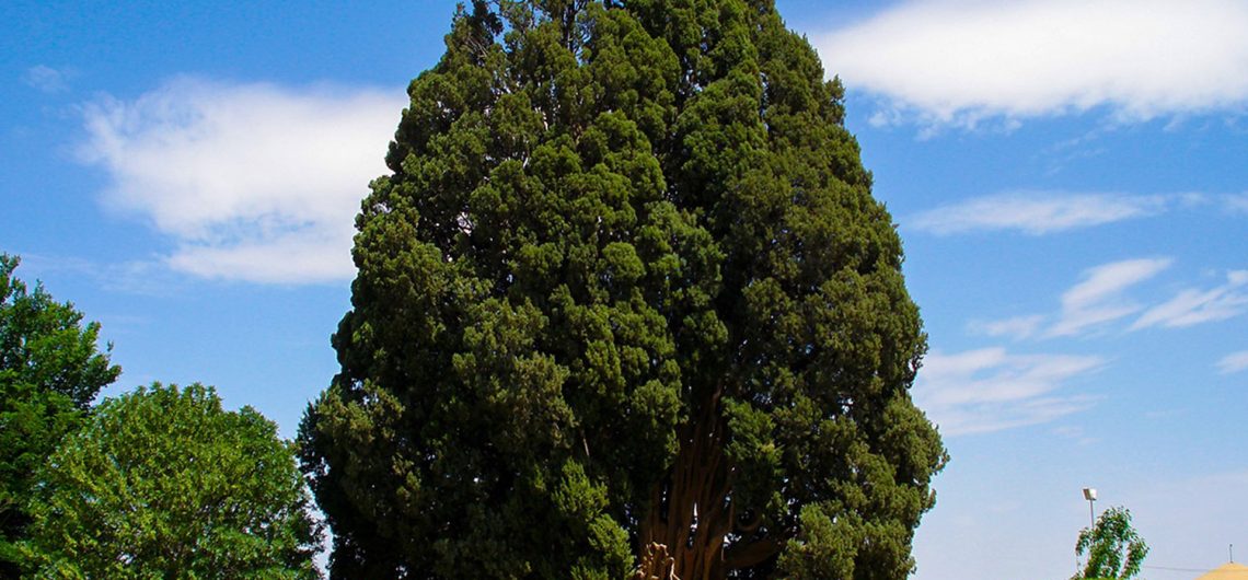 Cypress Abarkooh, the Second Oldest Tree in the World