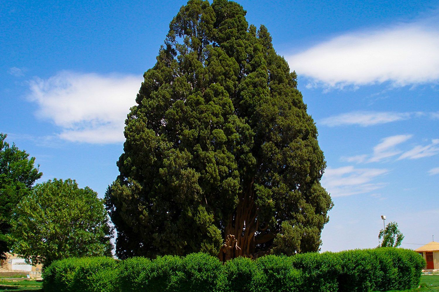 Cypress Abarkooh: A Living Symbol of Ancient Iran