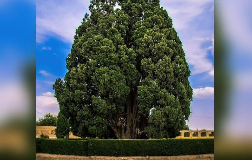 “Cypress Abarkooh”, the second oldest tree in the world